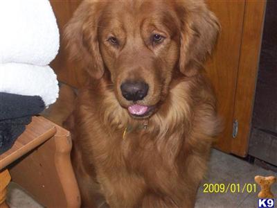 Stud Dogs - Golden Retriever